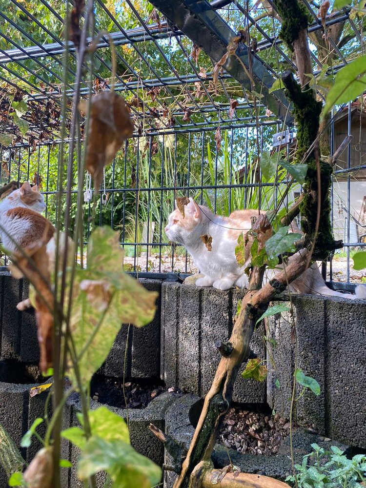 Gesichertes, begrüntes Freigehege der Katzenpension