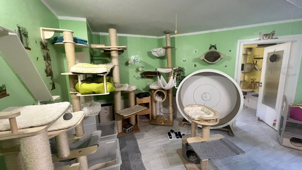 Grünes Gruppenzimmer mit Kratzbäumen und Katzenlaufrad